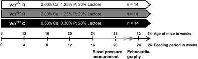 Vitamin D Receptor Deficiency Does Not Affect Blood Pressure and Heart Function